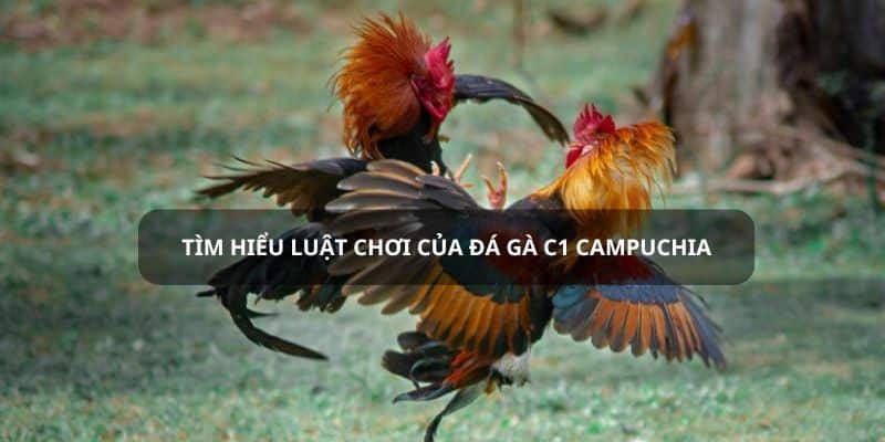 Quy luật cần biết khi tìm hiểu về đá gà hạng nhất