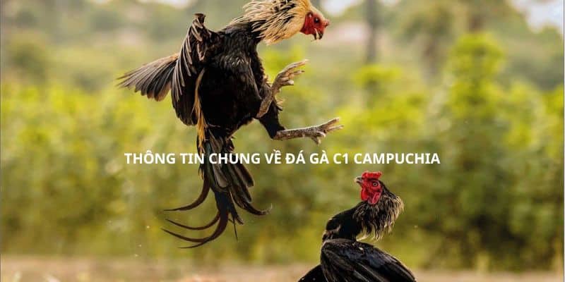 Thông tin chung về đá gà C1 Campuchia